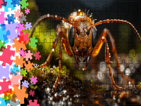 Puzzle tradycyjne Zwierzęta - Mrówka