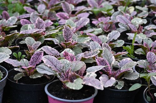 Dąbrówka rozłogowa Burgundy Glow - Ajuga reptans na Arena.pl