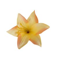 Lilia wyrobowa tt salmon 12szt