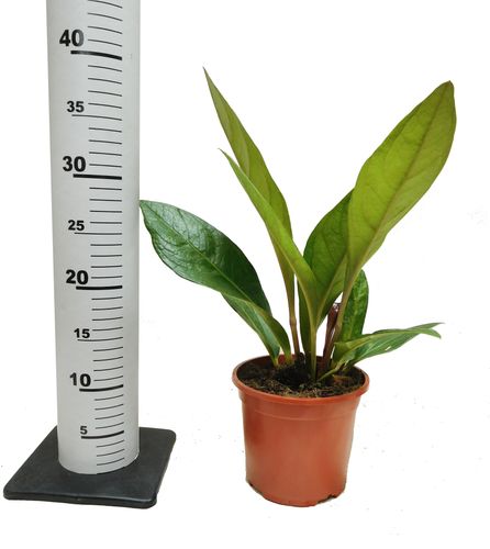 ANTURIUM ELIPTICUM JUNGLE BUSH 40cm na Arena.pl