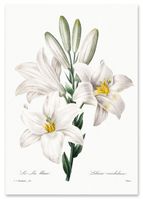 Plakat retro vintage kwiat lilia 30x40 cm
