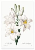 Plakat retro vintage kwiat lilia 30x40 cm