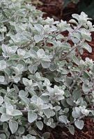 6x Kocanka włochata ogrodowa srebrna Helichrysum Silver sadzonka