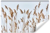 Fototapeta Do Jadalni TRZCINY Natura Rośliny Niebo 405cm x 270cm