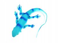 Jaszczury z groszkiem 34 cm HAB011 36 szt/disp