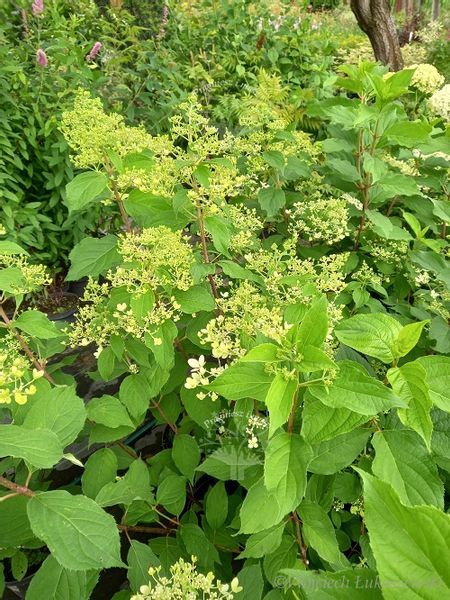 Hortensja Mega Pearl sadzonka bukiet rabata zdjęcie 2