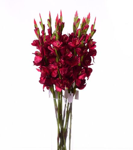 Mieczyk burgund 84cm na Arena.pl