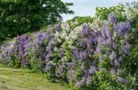 LILAK POSPOLITY Syringa vulgaris NASIONA 1600 sztuk - 10g.