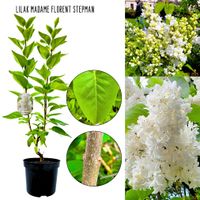 Lilak Madame Florent Stepman dekoracyjny KRZEW 40-80 cm