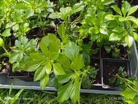 Runianka japońska – idealna roślina okrywowa | zimozielona | 15 cm