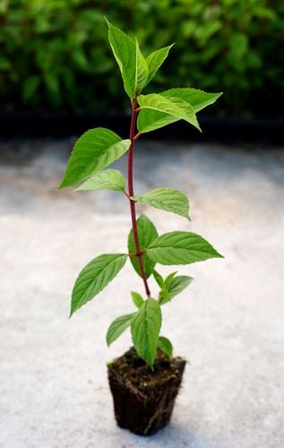 Hortensja Bukietowa BOMBSHELL 10-20cm Klejnot Ogrodu na Arena.pl