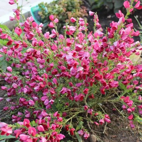 ŻARNOWIEC Boskoop Ruby czerwony - sadzonki 10 / 20 cm na Arena.pl