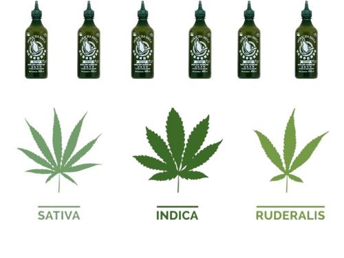 Sriracha ostry sos chilli z olejem z konopii z zielonych papryczek chilli hot hemp sauce 455ml na Arena.pl