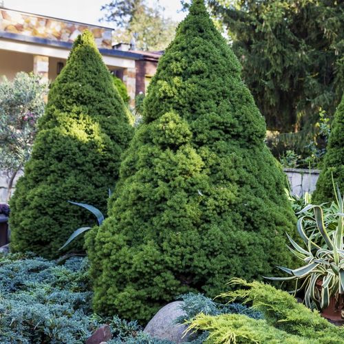 Świerk biały CONICA Choinka w doniczce Stożek bez formowania Sadzonki C3 na Arena.pl