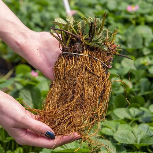 TRUSKAWKA HONEOYE BARDZO WCZESNA DESEROWA 10 SZT. SADZONKI TRUSKAWEK FRIGO na Arena.pl