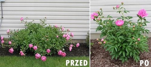 Obejmy Podpora Obejma do Hortensji Kwiatów 10szt na Arena.pl