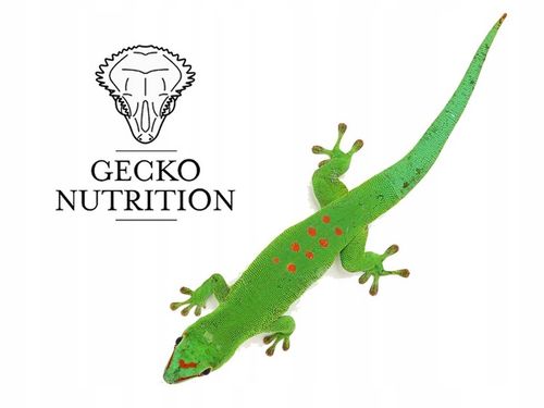 Gecko Nutrition - Wysoka zawartość owadów 50g| ORYGINAŁ - papka, na Arena.pl