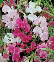 NASIONA Kwiatów Groszek Pnący Szerokolistny Mieszanka Mix 2g Kwiaty 325004