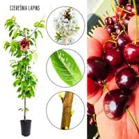 Czereśnia Lapins szybki wzrost samopylna 100-150 cm