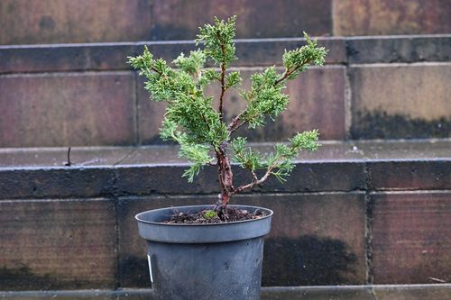 Jałowiec chiński Shimpaku - Juniperus chinensis 0066 na Arena.pl