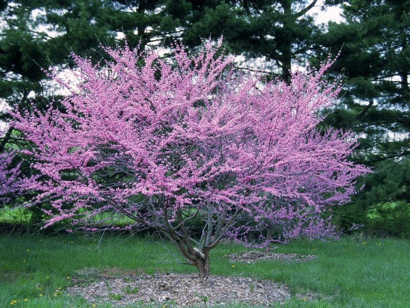 Judaszowiec kanadyjski Ruby Atkinson 60-80cm 5L zdjęcie 4