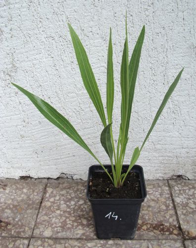 JEŻÓWKA Paradoxa var. Paradoxa - sadzonki w don. ! na Arena.pl