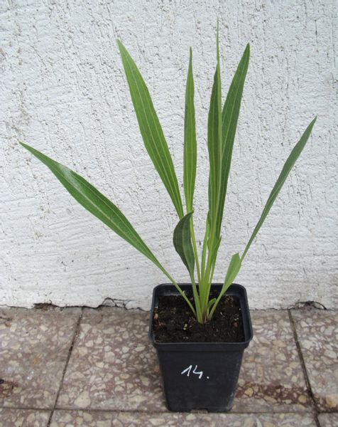 JEŻÓWKA Paradoxa var. Paradoxa - sadzonki w don. ! zdjęcie 3