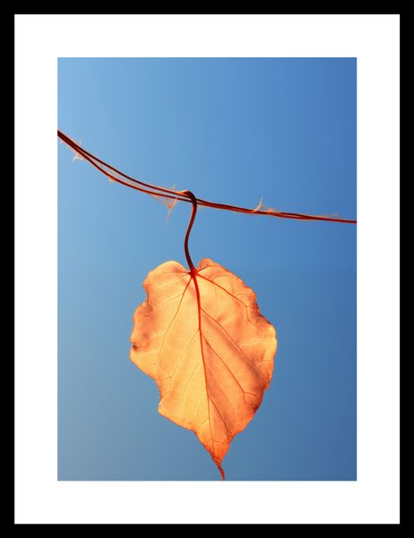 Plakat 21x29,7cm Ostatni Liść zdjęcie 3