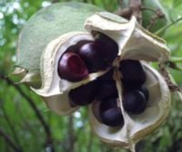 KASZTANEK JARZĘBOLISTNY Xanthoceras sorbifolium - NASIONA 14 sztuk - 10g.