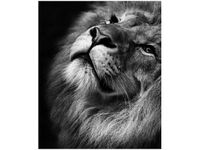 60CM 50CM OBRAZ ŚCIENNY SREBRNY LEW DRUK PŁÓTNO