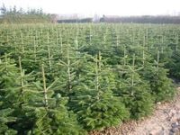 Jodła Kaukaska sadzonki Szkółkowane 5 Letnia DUŻA do 55 cm