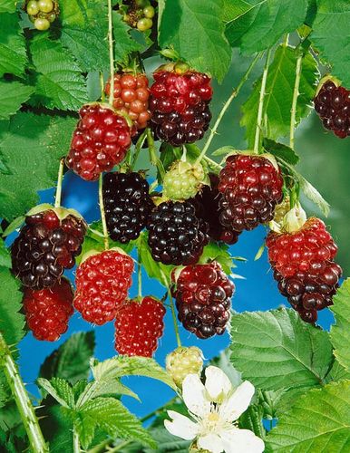 Malina czarna (Rubus occidentalis) Bristol C2 E na Arena.pl