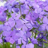 Floks 'Blue Moon' Okrywowy Niebieski NOWOŚĆ (Phlox divaricata) Płomyk