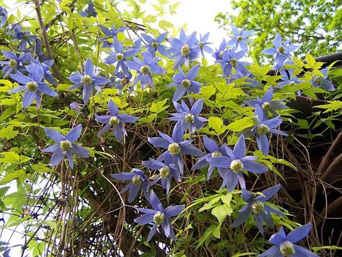Powojnik Clematis Stolwijk Gold ® C2 E na Arena.pl