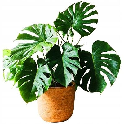 Botanic Soil Succulent 10l Podłoże do sukulentów,bigos ziemia na Arena.pl