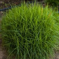 Turzyca palmowa LITTLE MIDGE Muskegońska Carex Sadzonki w doniczkach 1L