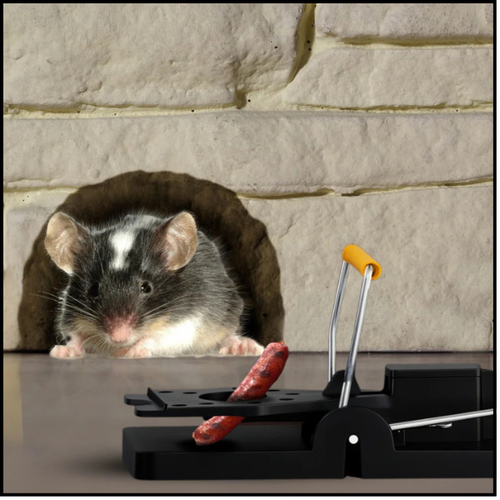 2XPUŁAPKA KLASYCZNA GILOTYNOWA NA SZCZURY MYSZ GRYZONIE PLASTIKOWA SPRĘŻYNA na Arena.pl