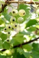 C5 PORZECZKA BIAŁA NIVEUM 30 CM.