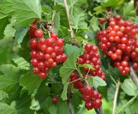 GK PORZECZKA ZWYCZAJNA CZERWONA RIBES RUBRUM JONKHEER VAN TETS