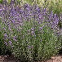 Lawenda wąskolistna MUNSTEAD Klasyczna angielska odmiana Sadzonki P11