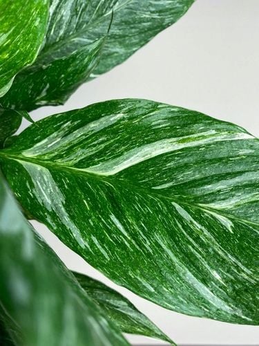 Spathiphyllum Diamond variegated Skrzydłokwiat z biało zielony liśćmi na Arena.pl