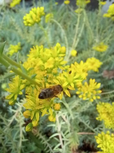 Rozchodnik ościsty - Sedum reflexum na Arena.pl
