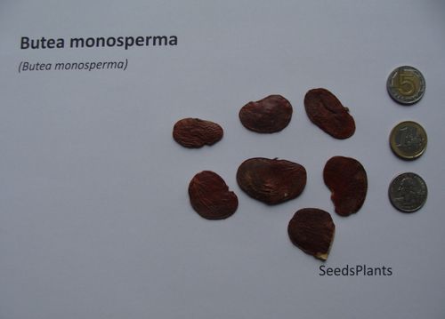 BUTEA MONOSPERMA Butea monosperma NASIONA 10 sztuk - 10g. na Arena.pl