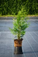 Tuja BRABANT 50-70cm Wysoka Sadzonka Na Żywopłot Drzewko