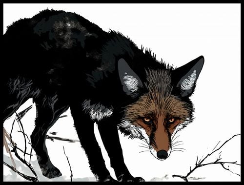 Plakat 80x60cm Nieufny Lis na Arena.pl