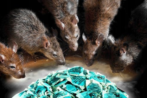 NAJMOCNIEJSZA TRUCIZNA NA DUŻE GRYZONIE STRONG na Arena.pl