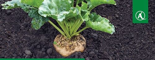 FUSILADE FORTE 150EC 1L CHWASTNICA PERZ MIOTŁA ŚRODEK CHWASTOBÓJCZY CHWASTY na Arena.pl