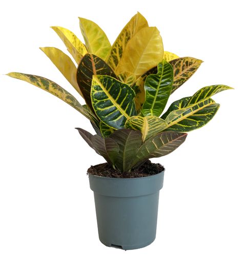 Kroton PETRA 50 cm na Arena.pl