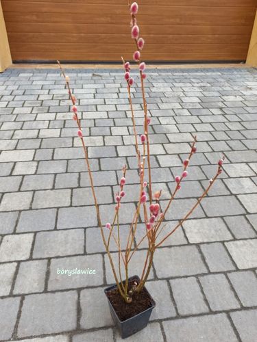 Wierzba smukłoszyjkowa 'Mt Aso' (Salix) w doniczkach P11, wysokość 40-60 cm na Arena.pl