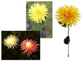 lampka 2szt  solarna kwiat led - chryzantema 40 cm nt2157